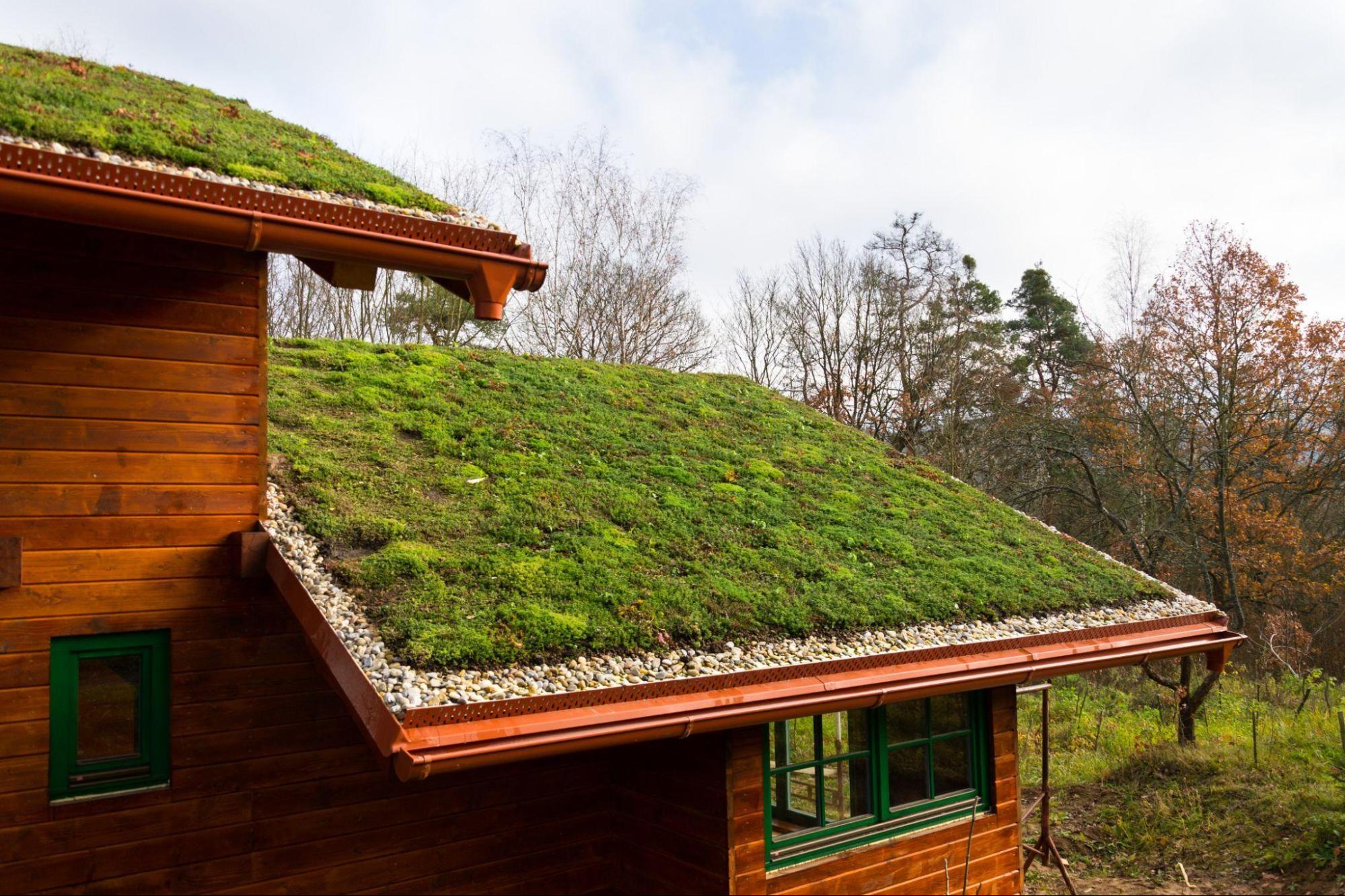 Подбор растений для озелененных крыш